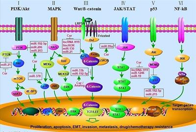 Curcumin Regulates Cancer Progression: Focus on ncRNAs and Molecular Signaling Pathways